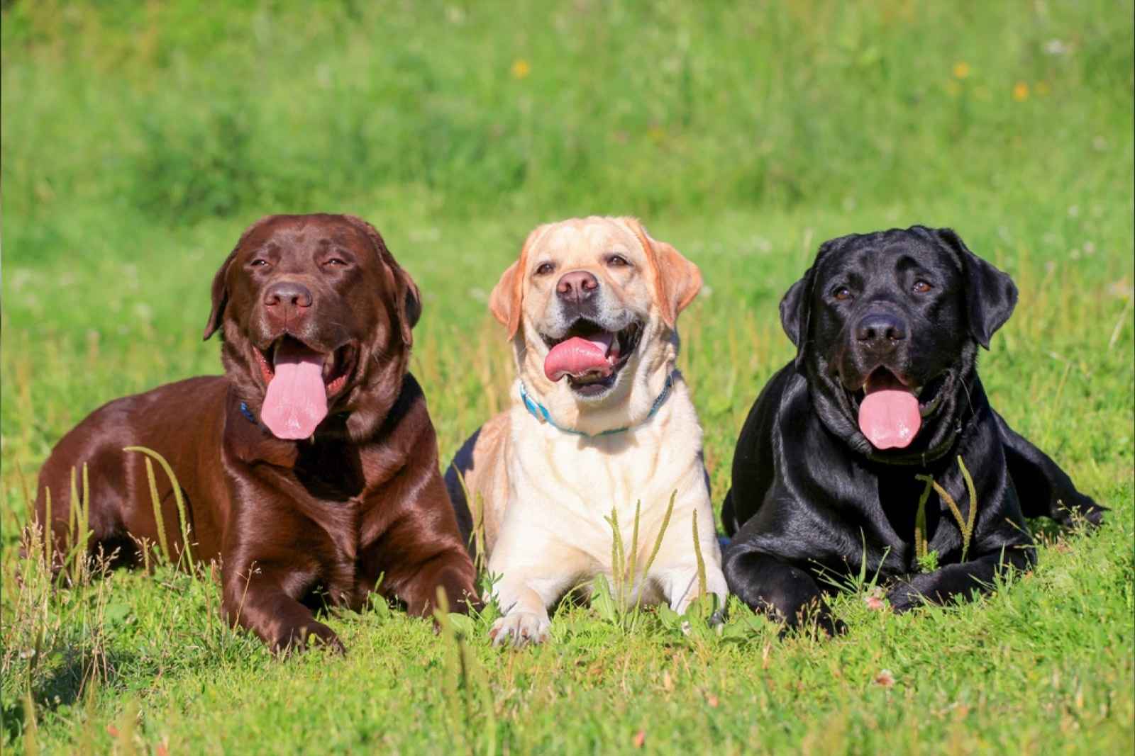 Up to Three 3 Dog Limit Apartment Rentals in Garland TX