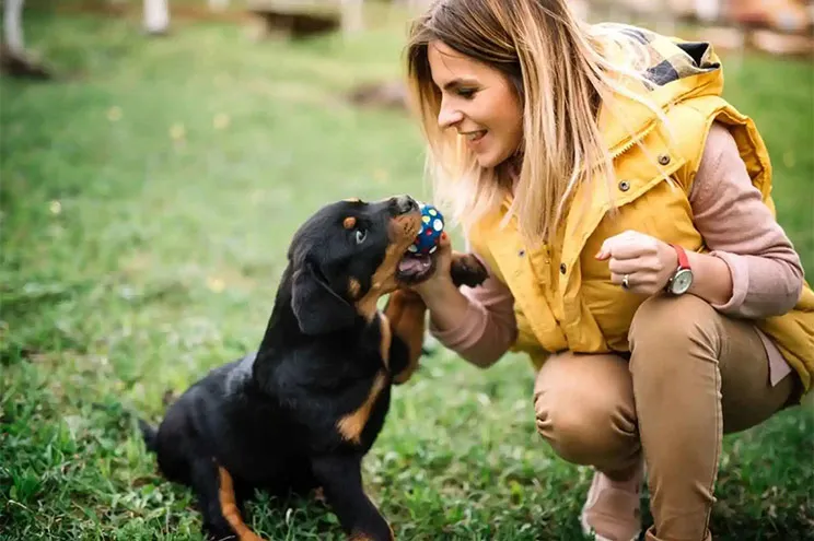 Rottweiler Friendly Apartments