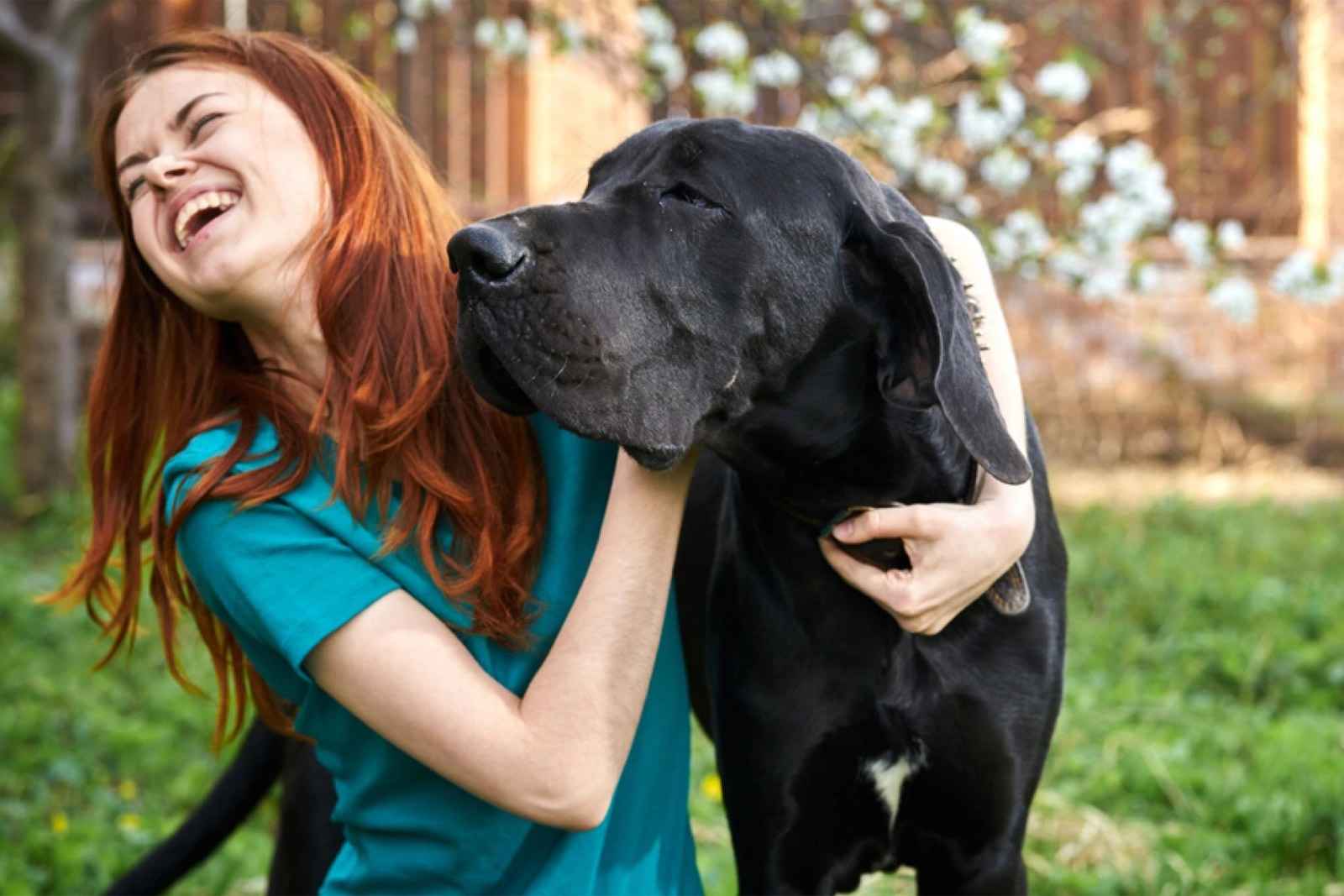 great-dane-with-woman.webp