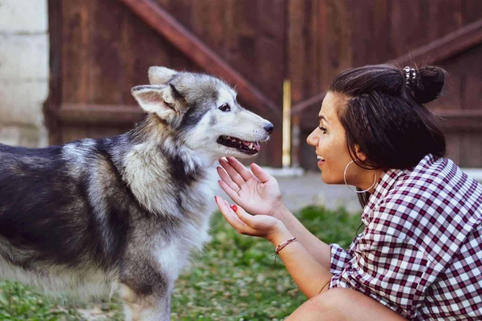 Siberian Husky Friendly Apartments