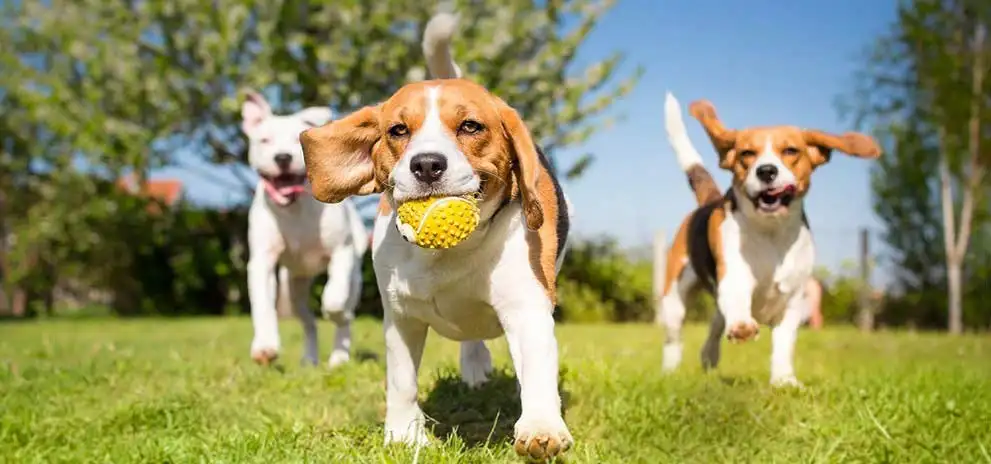 Dog with ball in park