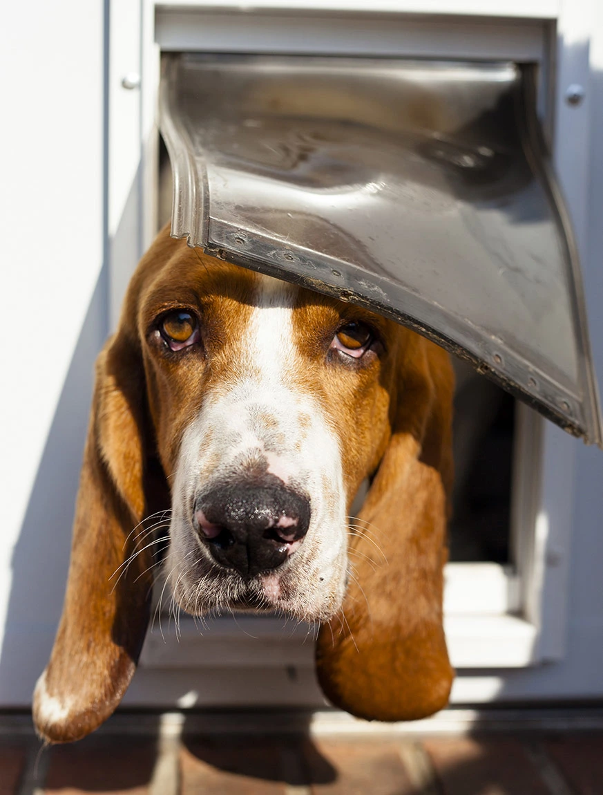 doggy door in apartments